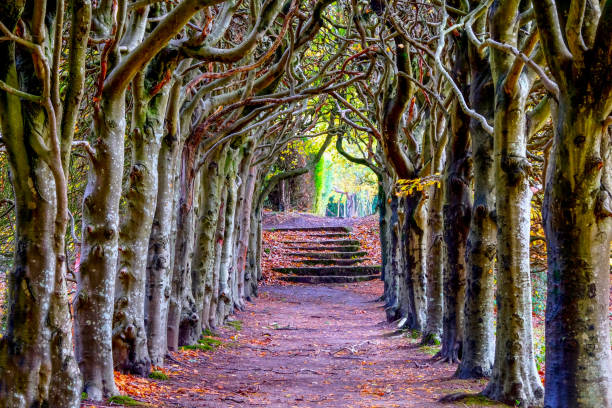 tree lined pathway with ancient trees forming an archway looking down the middle of a tree lined pathway, the treea are old a knarled the top of the trees are wound together forming an arch, it is Autumn Fall and the pathway is covered in golden leaves at the end of the pathway are eight stone steps which are also covered in leaves the image has a fairytale feel about it new forest stock pictures, royalty-free photos & images