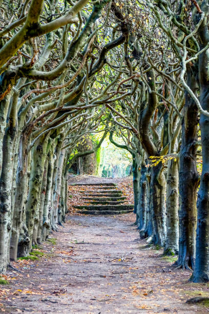 a tree lined pathway with steps at the end of the path - ancient forest arch architecture imagens e fotografias de stock