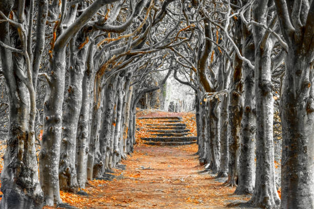 tree lined pathway in the autumn - ancient forest arch architecture imagens e fotografias de stock