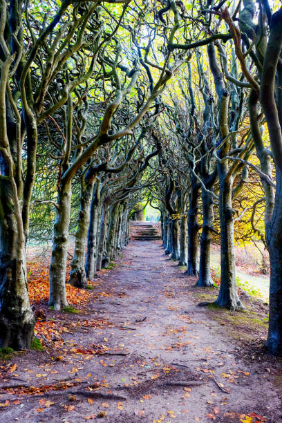 tree lined pathway in the autumn - ancient forest arch architecture imagens e fotografias de stock