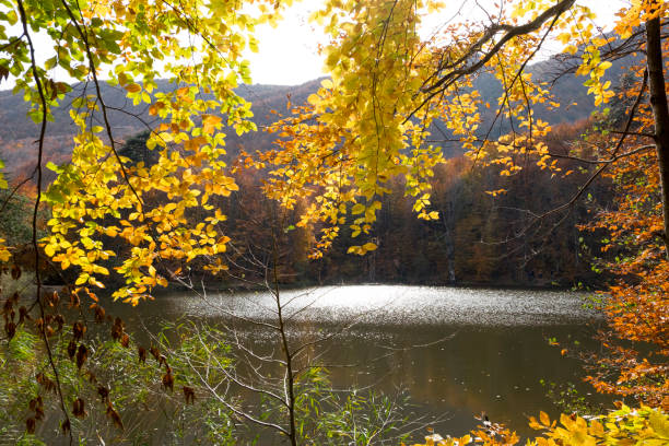 istock Yellow tree and beautiful lake 1072227660
