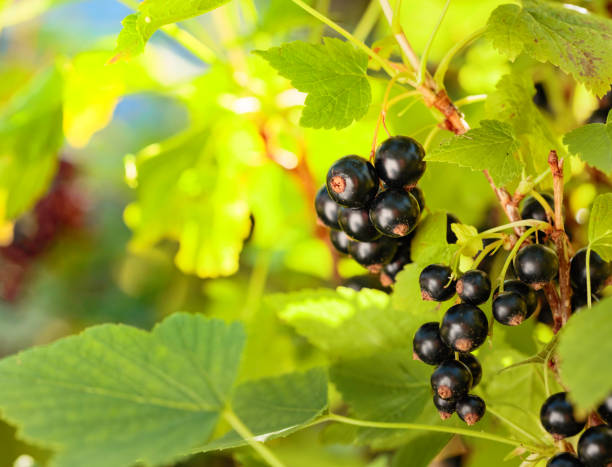 istock Blackcurrants on the bush branch. 1072227722