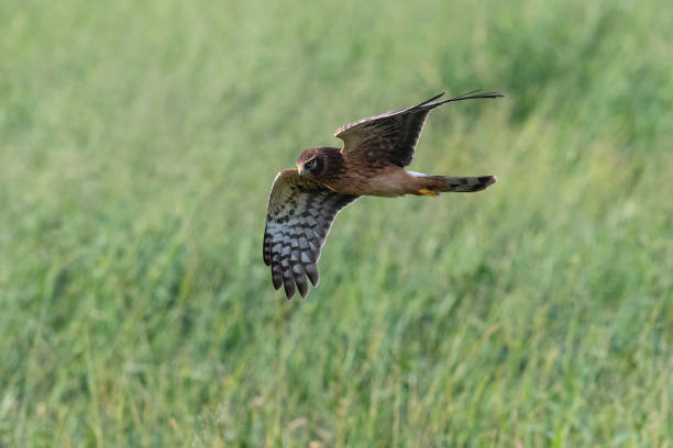 istock Norhern harrier in flight, circus hudsonius 1072227924