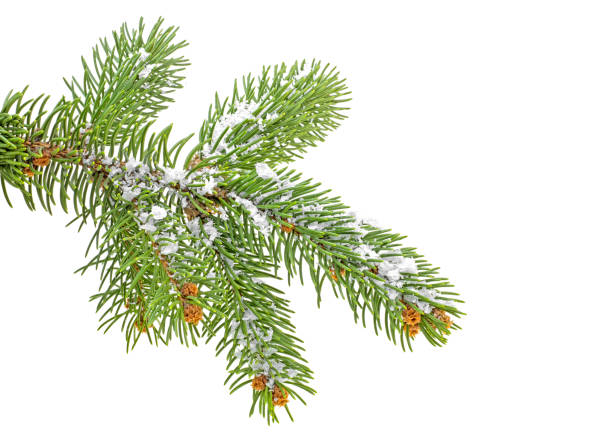 istock Christmas tree branch with snow, white background. 1072228020