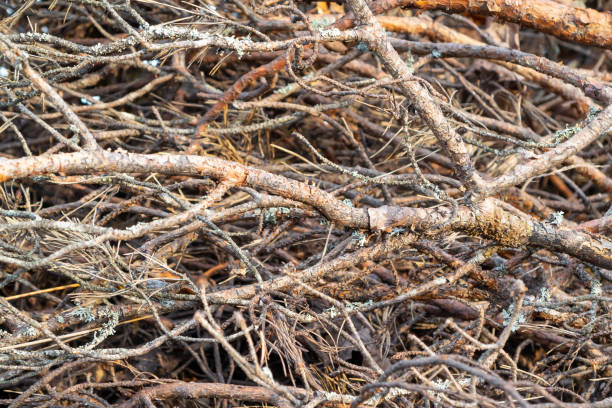 istock Branches of trees stacked in a pile, background, texture 1072231010