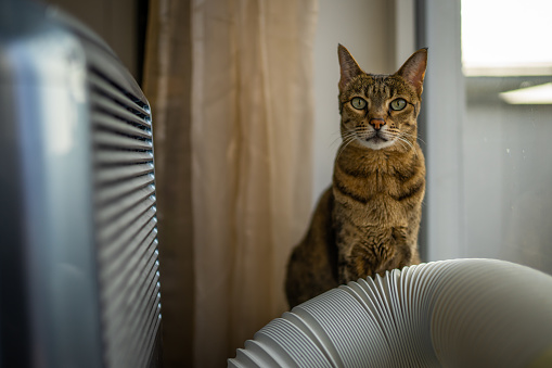 Foto de un gato de la sabana photo