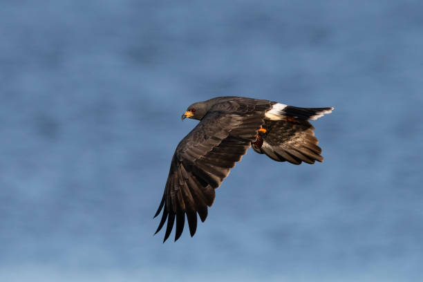 istock Snail kite in flight with apple snail, rostrhamus sociabilis 1072237078