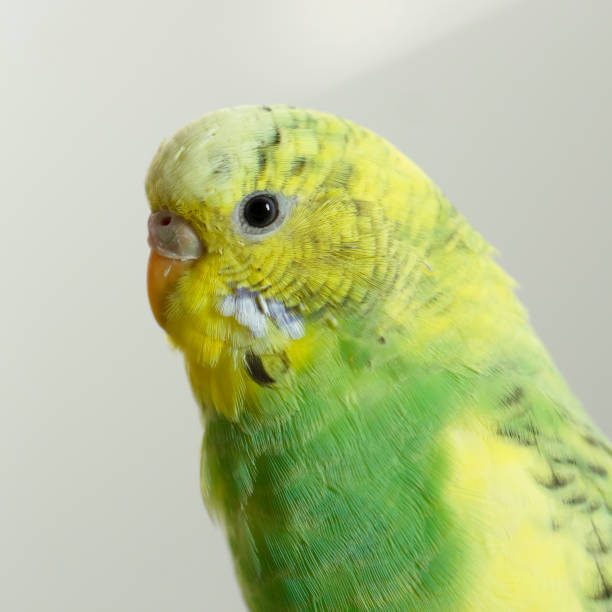 istock A green parrot pecks grains Head close-up 1072237368