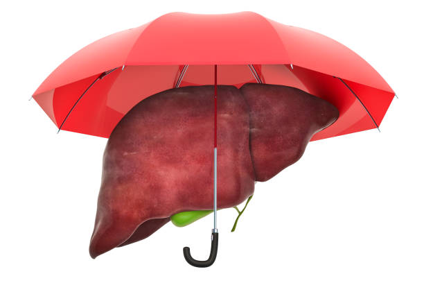 istock Human liver under umbrella, protect concept. 3D rendering isolated on white background 1072238698