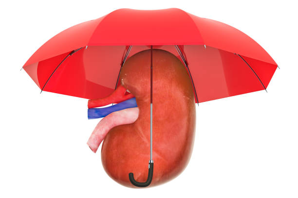 istock Human kidney under umbrella, protect concept. 3D rendering isolated on white background 1072238704