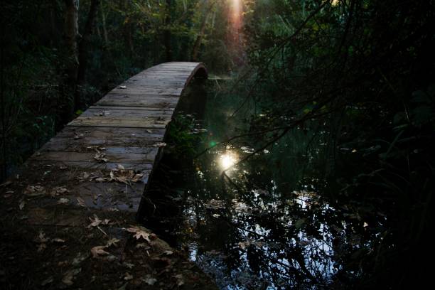 istock Wooden Bridge Over The Lake 1072246666