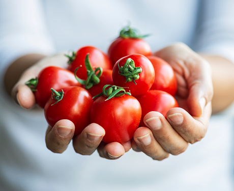 Female's both hands holding fresh tomatoes.