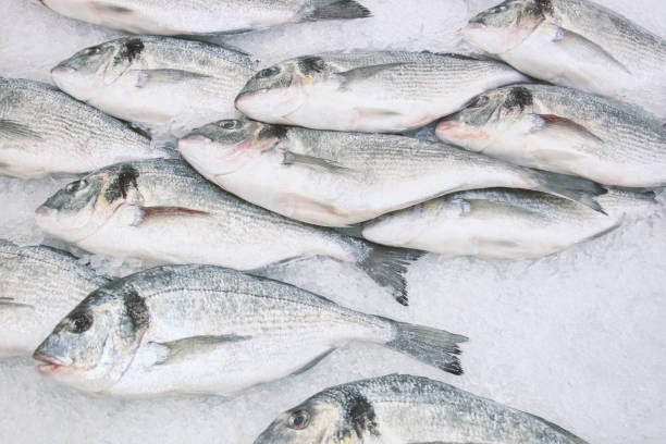 istock Fish the Gilthead on a counter in shop 1072246876