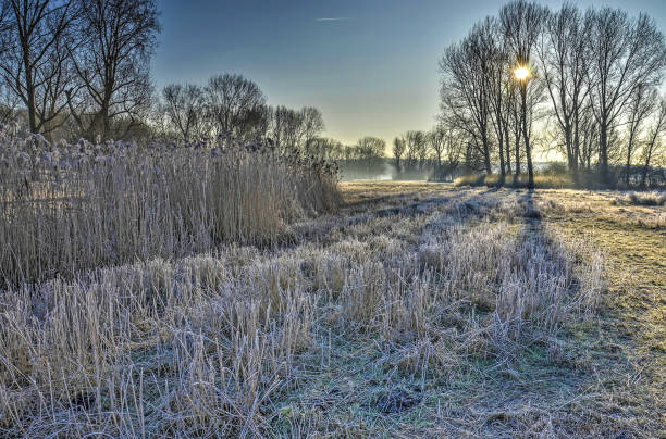 istock Winter in an urban forest 1072247162