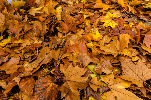 istock fallen leaves in autumn forest at sunny weather 1072247736