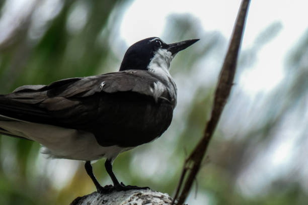 расположенный заоченный терн - sooty tern стоковые фото и изображения