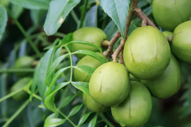 Ambarella fruits (Spondias dulcis), also known as June Plum, no Brazil "caja-manga" the fruit can be eaten raw or made into juice, preserves, jams or flavorings.