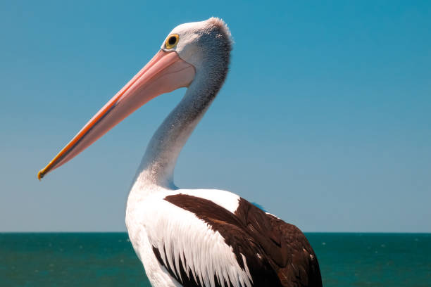istock Portrait of a Pelican 1072247994