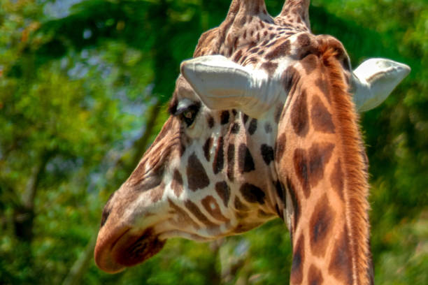 istock Portrait of a Giraffe 1072248114