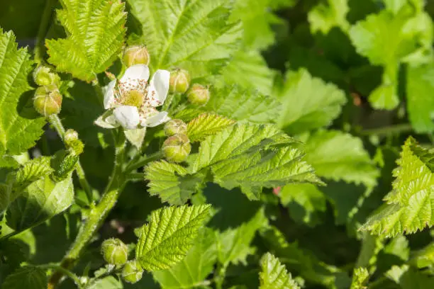 closeup of blackberry bush with flowers and buds in springtime