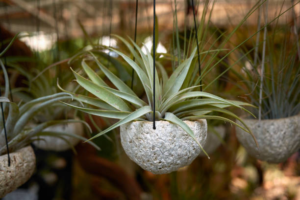 tillandsia - flower market photos photos et images de collection