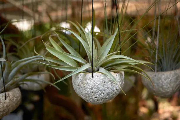 Tillandsia close up