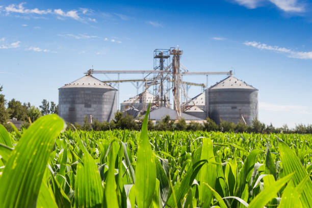 istock corn plantation and defocused silos in the background 1072250496