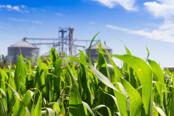 corn plantation and defocused silos in the background