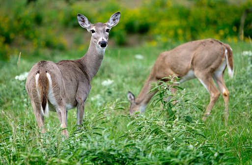 Pair of whitetail deer cautiously grazing in the hill country of Texas.