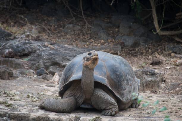 istock Giant Galapagos tortois 1072258110
