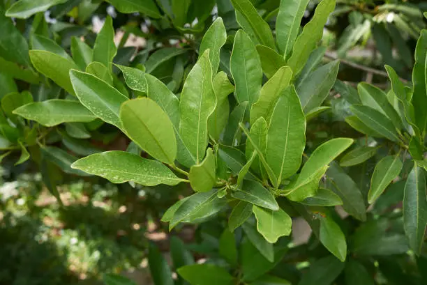 Pimenta dioica fresh foliage