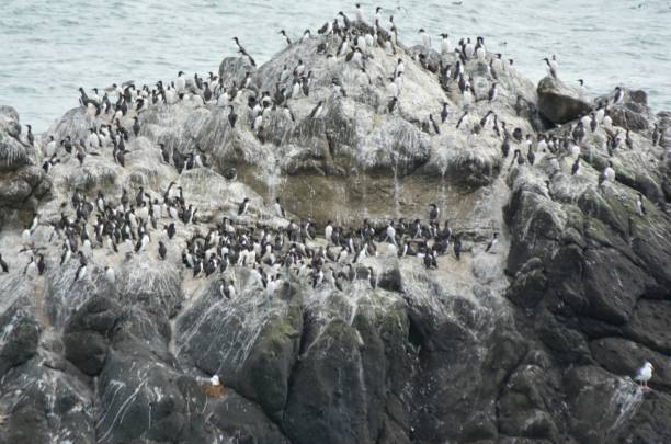 istock Common Murres Roosting At Yaquina Head Natural Area 1072259228