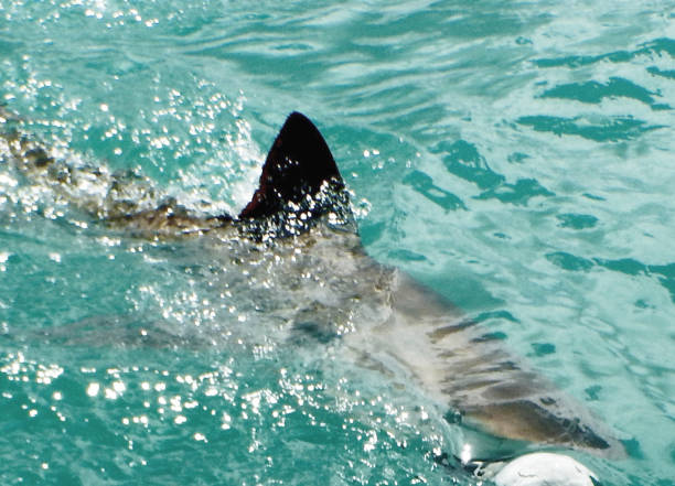 istock Shark Cage Diving 1072261160