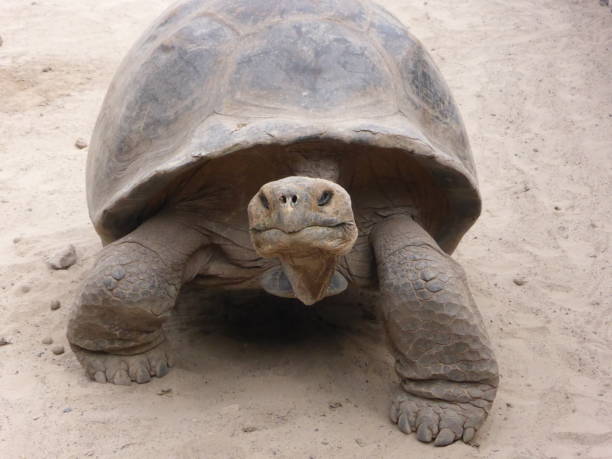 istock Giant Galapagos tortois 1072261724