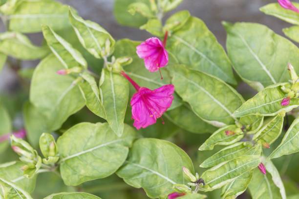 istock Blossoms of a marvel of Peru (Mirabilis jalapa) 1072261862