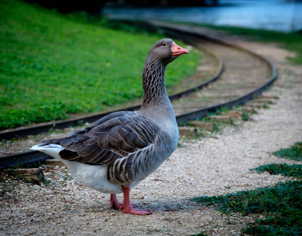 Goose in a city park in New Braunfels, Texas. Tracks are for a kiddie train.