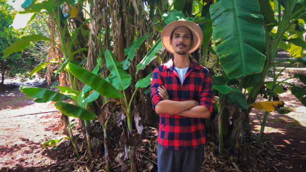 istock Worker farmer in banana farm 1072263196