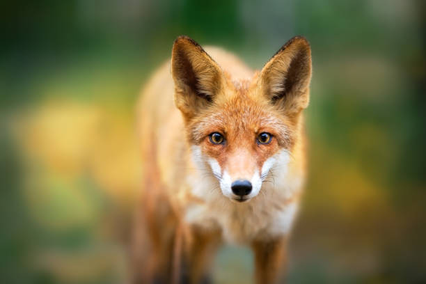 istock Red fox close up portrait 1072271322