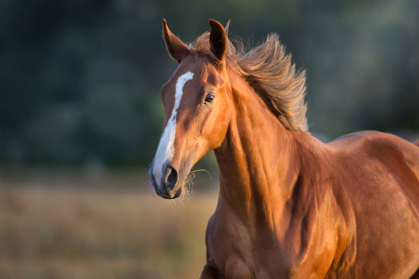 istock Sorrel horse portrait at sunlight 1072271342