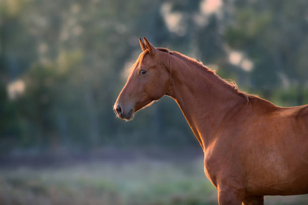 istock Chestnut horse portrait 1072271368