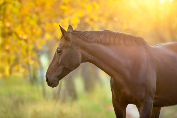 istock Bay horse in orange autumn trees 1072271406