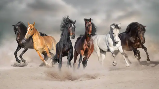 Horses run gallop free in desert dust against storm sky