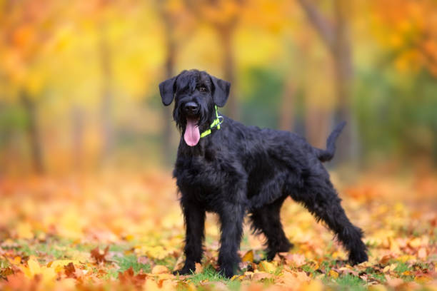 schnauzer gigante in piedi nel parco - giant schnauzer foto e immagini stock