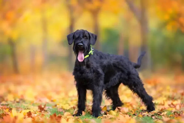 Giant Schnauzer  standing in yellow and orane fall leaves