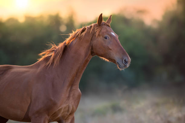 istock Sorrel horse portrait at sunlight 1072271692