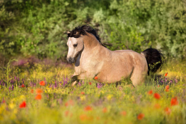 dun poney en fleurs - corps dun animal photos et images de collection