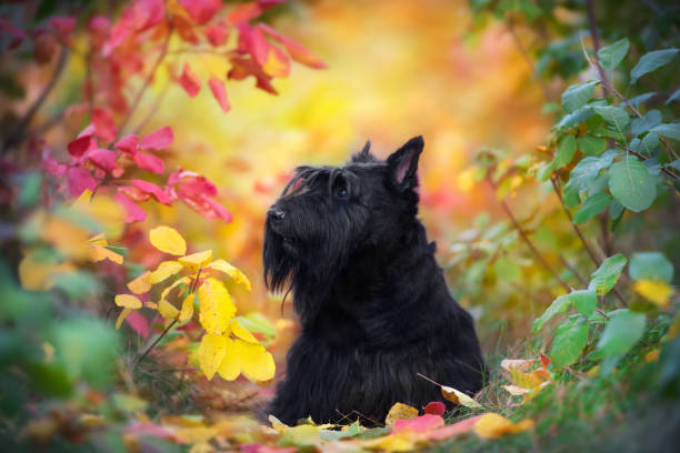 istock Scottish Terrier portrait in fall landscape 1072271796