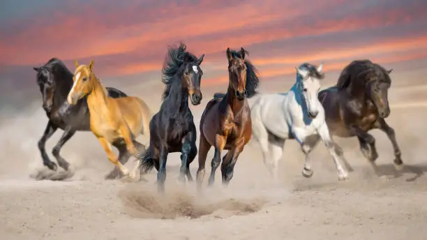 Photo of Horse herd run at sunset