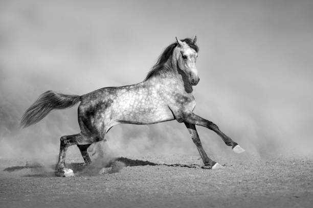 istock Grey horse with long mane in motion 1072273050