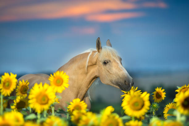 pferd-porträt in sonnenblumen - cowboy blue meadow horizontal stock-fotos und bilder